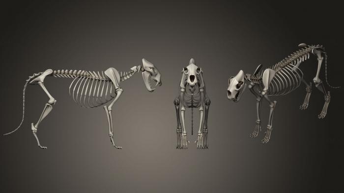 Anatomy of skeletons and skulls (ANTM_0757) 3D model for CNC machine